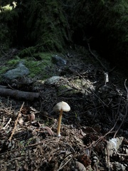 Entoloma holoconiotum
