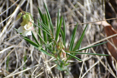 Lathyrus pannonicus collinus
