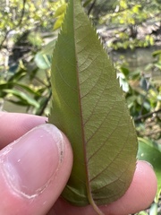 Amelanchier × intermedia