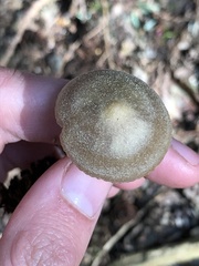 Entoloma holoconiotum