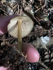 Entoloma holoconiotum