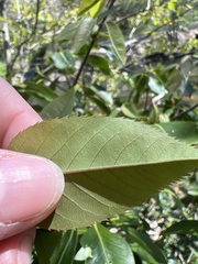 Amelanchier × intermedia