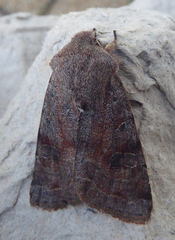Orthosia incerta