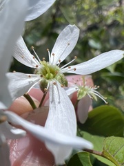 Amelanchier × intermedia