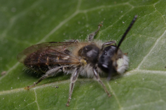 Andrena