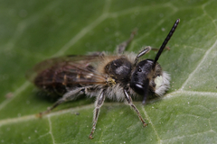 Andrena