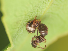 Dipoena melanogaster