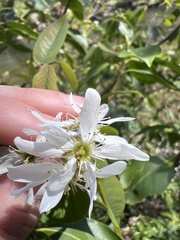 Amelanchier × intermedia