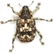 Speckled Agave Weevil - Photo (c) Mike Quinn, Austin, TX, some rights reserved (CC BY-NC), uploaded by Mike Quinn, Austin, TX