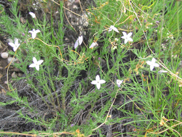 Houstonia acerosa