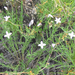 Houstonia acerosa - Photo (c) Chuck Sexton, algunos derechos reservados (CC BY-NC), subido por Chuck Sexton