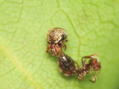 Dipoena melanogaster