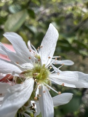 Amelanchier × intermedia