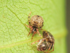 Dipoena melanogaster