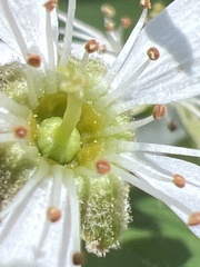 Amelanchier × intermedia