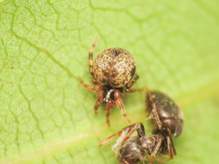 Dipoena melanogaster