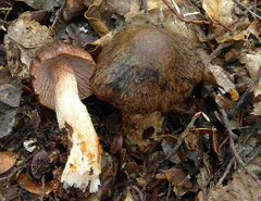 Cortinarius dulciolens