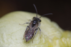 Andrena