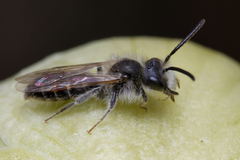 Andrena