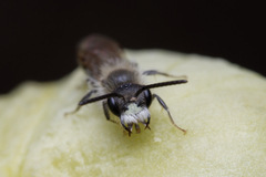 Andrena