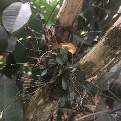 Specklinia