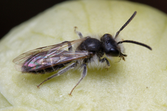 Andrena