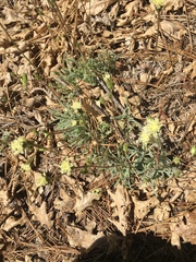 Chaenactis santolinoides