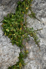 Selliera radicans