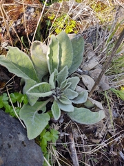 Verbascum thapsus