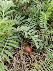 Astragalus crassicarpus