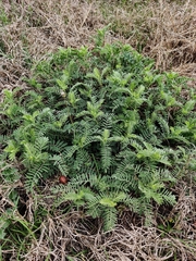 Astragalus crassicarpus