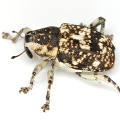 Peltophorus polymitus