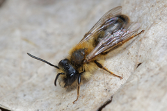 Andrena