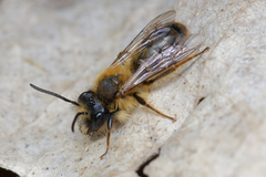 Andrena