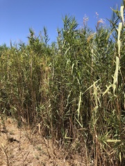 Phragmites australis berlandieri