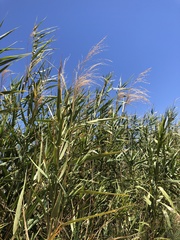 Phragmites australis berlandieri