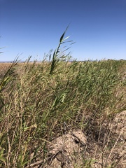 Phragmites australis berlandieri