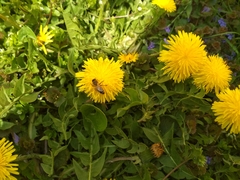 Apis mellifera