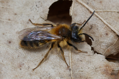 Andrena