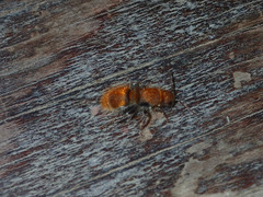 Sphaeropthalma unicolor