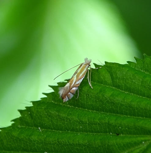Phyllonorycter ilicifoliella