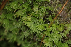 Symphyogyna hymenophyllum