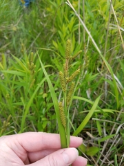 Carex shortiana
