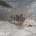 Mud-reef Goby - Photo (c) Mark Rosenstein, some rights reserved (CC BY-NC), uploaded by Mark Rosenstein