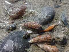 Batillaria attramentaria