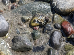 Gastropoda