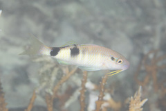 Parupeneus multifasciatus