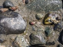 Gastropoda