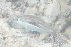 Halichoeres chloropterus