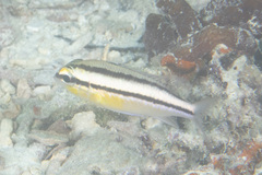 Scolopsis margaritifera